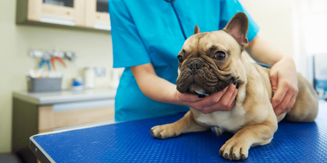Parvovirose Canina: Guia Completo de Diagnóstico e Cura