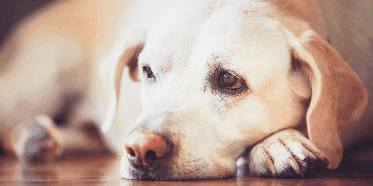 Melhores remédios para eliminar vermes em cães