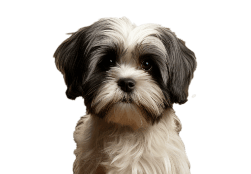 Shih-tzu