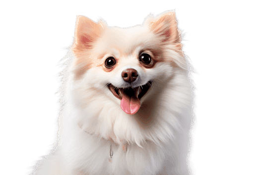Spitz Alemão 