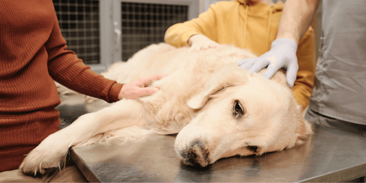 Cachorro vomitando amarelo: causas e soluções