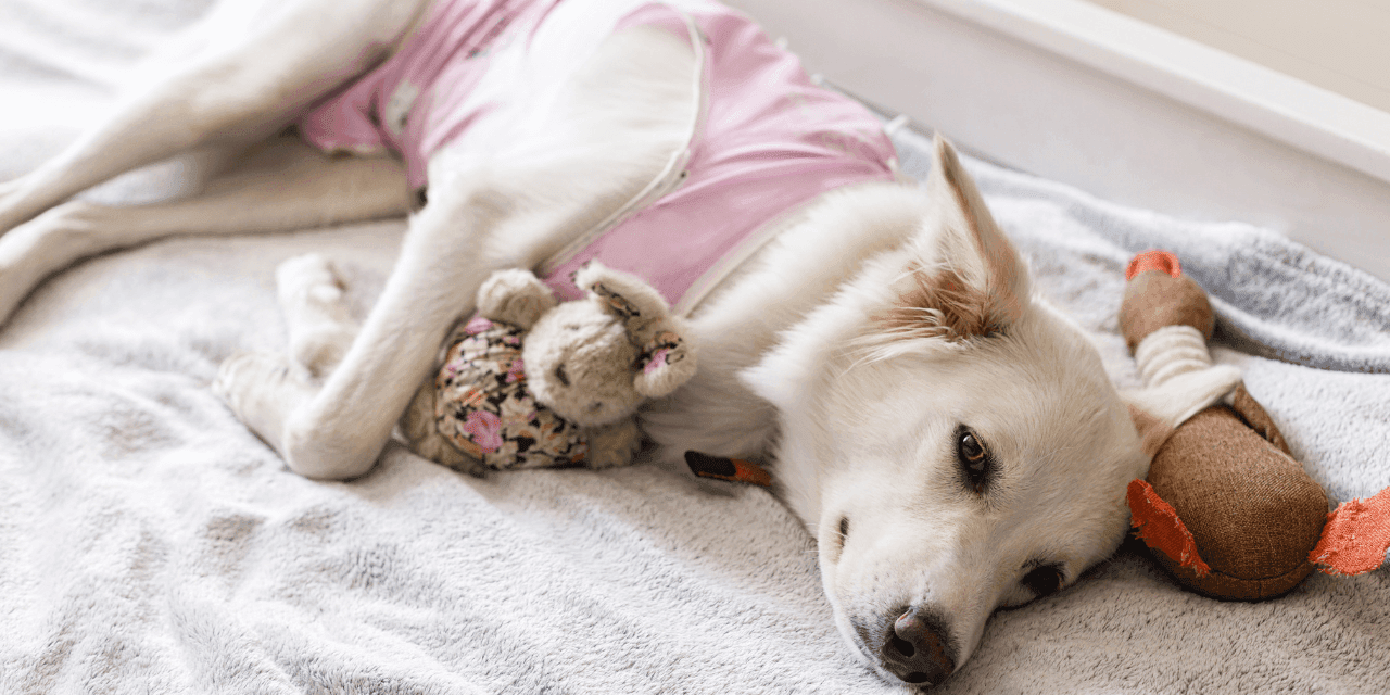 Castração de Cachorro: Guia Completo para tutores e tutoras