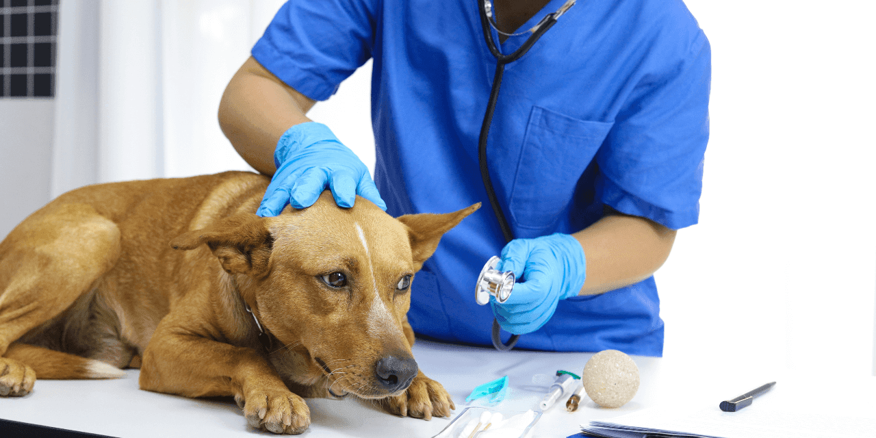 Cinomose Canina: Como Proteger seu Pet da Doença