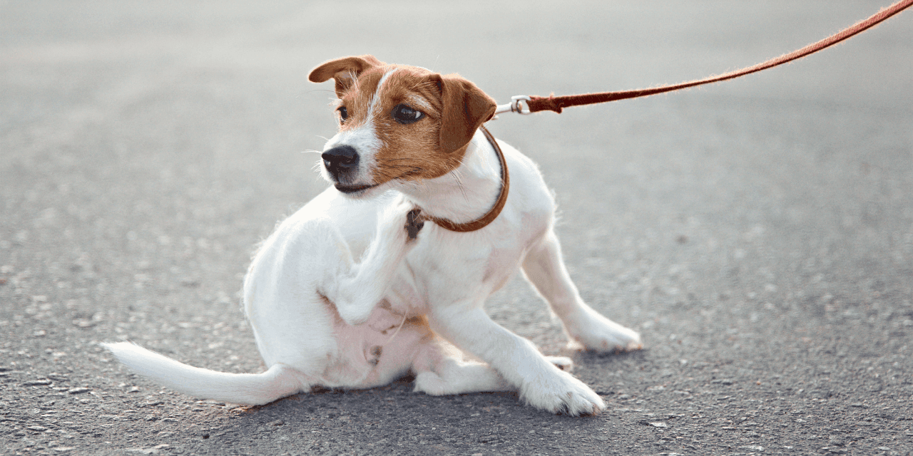 dermatite canina sintomas