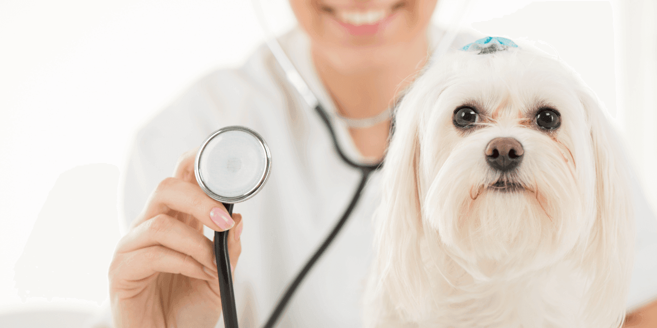 Leishmaniose Canina: Sintomas, Tratamento e Prevenção