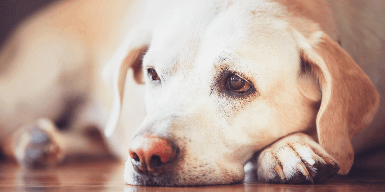 Melhores remédios para eliminar vermes em cães